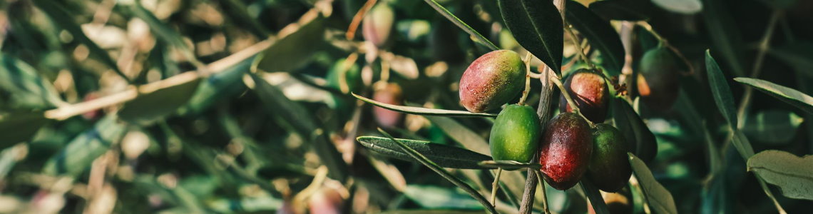 Yuvarlama Siyah Zeytinin Hazırlanması Nasıl Yapılır ? Yuvarlama Siyah Zeytinin Hazırlanması Nasıl Yapılır ?